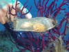 port_cros_72